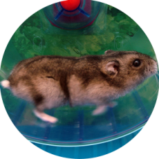 Der Hamster im Rad – Jagdjahr 2015/2016