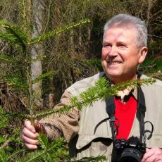 Die Tanne als Hoffnungsträger im Klimawandel